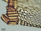 Meiothecium microcarpum