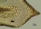 Meiothecium microcarpum
