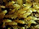 Meiothecium microcarpum