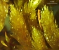 Meiothecium microcarpum