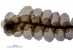 Ceratolejeunea belangeriana
