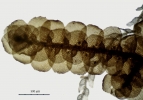 Ceratolejeunea belangeriana