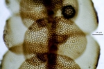 Ceratolejeunea belangeriana