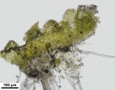 Cephaloziella integerrima
