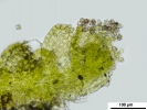 Cephaloziella integerrima