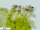 Cephaloziella integerrima