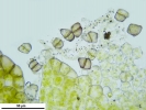 Cephaloziella integerrima