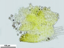 Cephaloziella integerrima