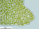 Cephaloziella integerrima