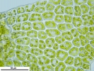Cephaloziella integerrima