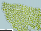 Cephaloziella integerrima