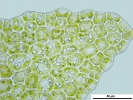 Cephaloziella integerrima