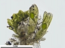 Cephaloziella integerrima