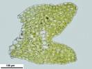 Cephaloziella integerrima