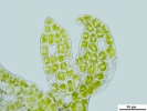 Cephaloziella integerrima
