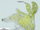 Cephaloziella integerrima