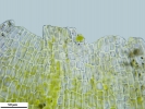 Cephaloziella integerrima