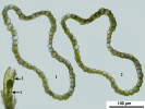 Cephaloziella integerrima