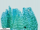 Cephaloziella integerrima