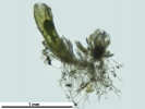 Cephaloziella integerrima