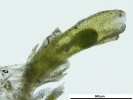Cephaloziella integerrima