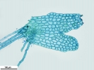 Cephaloziella integerrima