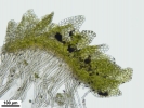 Cephaloziella integerrima