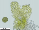 Cephaloziella integerrima