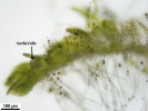 Cephaloziella integerrima