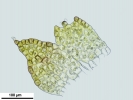 Cephaloziella integerrima