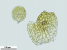 Cephaloziella integerrima