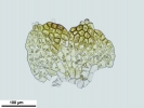 Cephaloziella integerrima