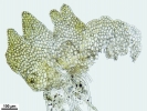 Cephaloziella integerrima