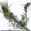 Cephaloziella integerrima