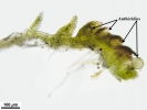 Cephaloziella integerrima