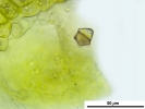 Cephaloziella integerrima