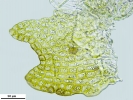 Cephaloziella integerrima