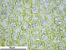 Cephaloziella integerrima