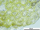 Cephaloziella integerrima