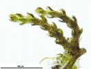 Cephaloziella integerrima