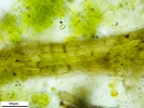 Cephaloziella integerrima