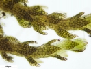 Cephaloziella integerrima