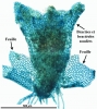 Cephaloziella integerrima
