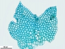 Cephaloziella integerrima