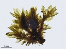 Orthotrichum sprucei
