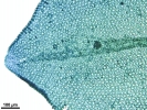 Orthotrichum sprucei