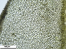 Orthotrichum sprucei