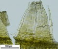 Orthotrichum sprucei