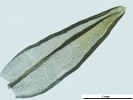 Orthotrichum sprucei