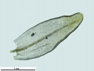 Orthotrichum sprucei